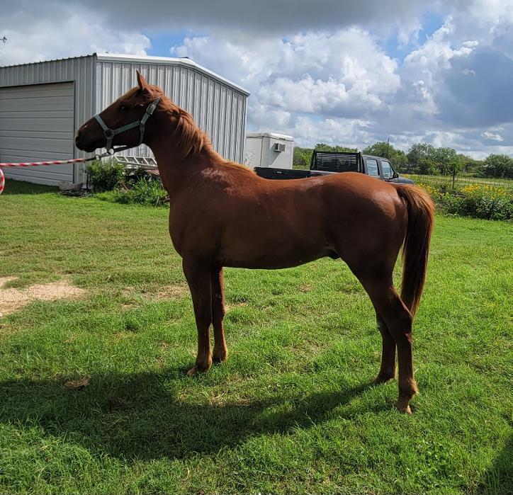 ARABIAN HORSES FOR SALE, SAN ANTONIO TEXAS AREA